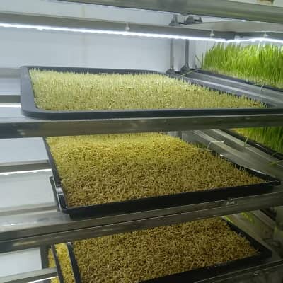 Forage Cultivation