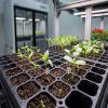 Mobile Smart Seedling Cultivation Station
