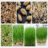 Mobile Smart Seedling Cultivation Station