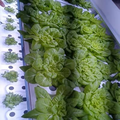 Mobile Fruit & Vegetable Cultivation Space Station | Modular Container Farm