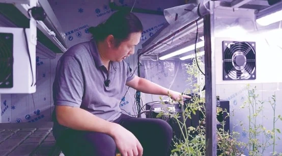 Jinhua Container Smart Cabin Achieves High-Density Ganoderma Cultivation with 1.4 Tonnes of Dried Ganoderma a Year