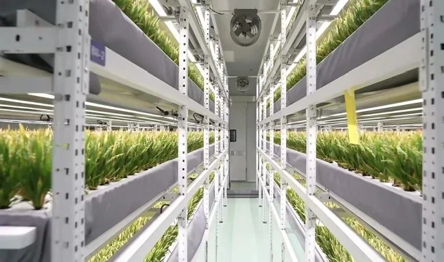 Shouguang Container Mobile Vegetable Garden Exported to Multiple Countries, One Cabin Equivalent to 150 Square Metres of Farmland