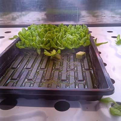 Lettuce seedlings in hydroponic tray