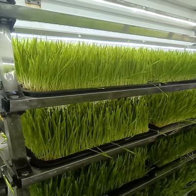 Fodder grass on multi-layer racks