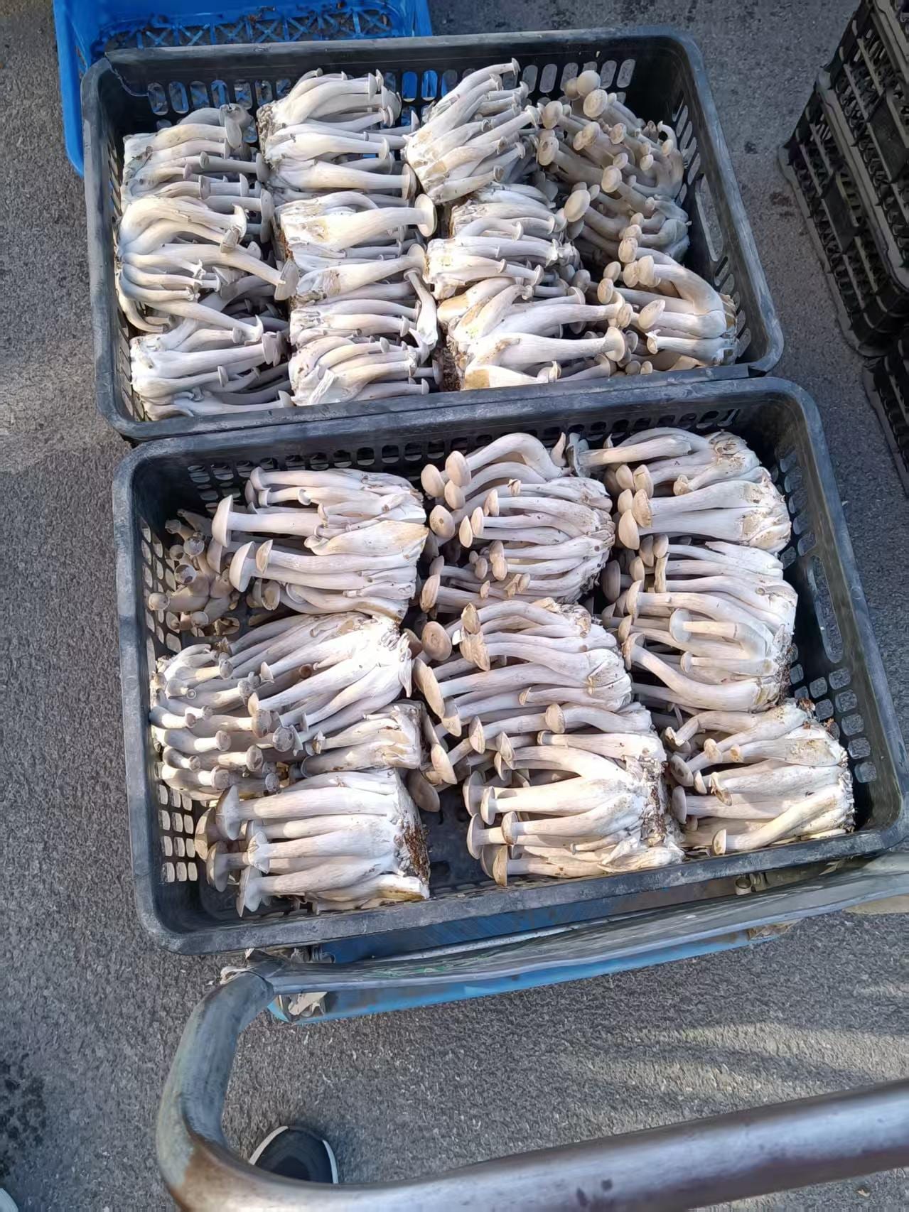 Fresh mushrooms harvested into crates and shipped straight to the local market