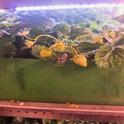 Strawberry fruiting close-up