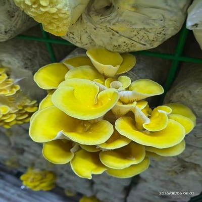 Fruiting in progress