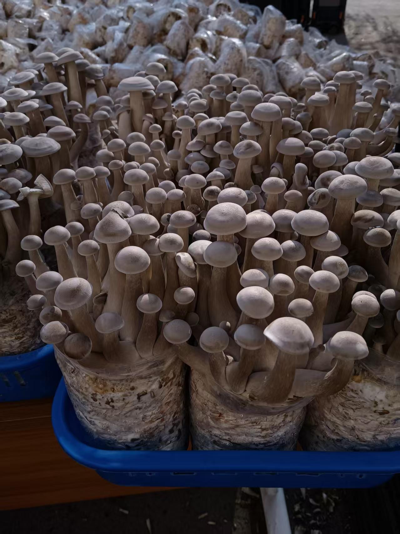 King oyster mushrooms fruiting evenly: thick stems, round caps, uniform size