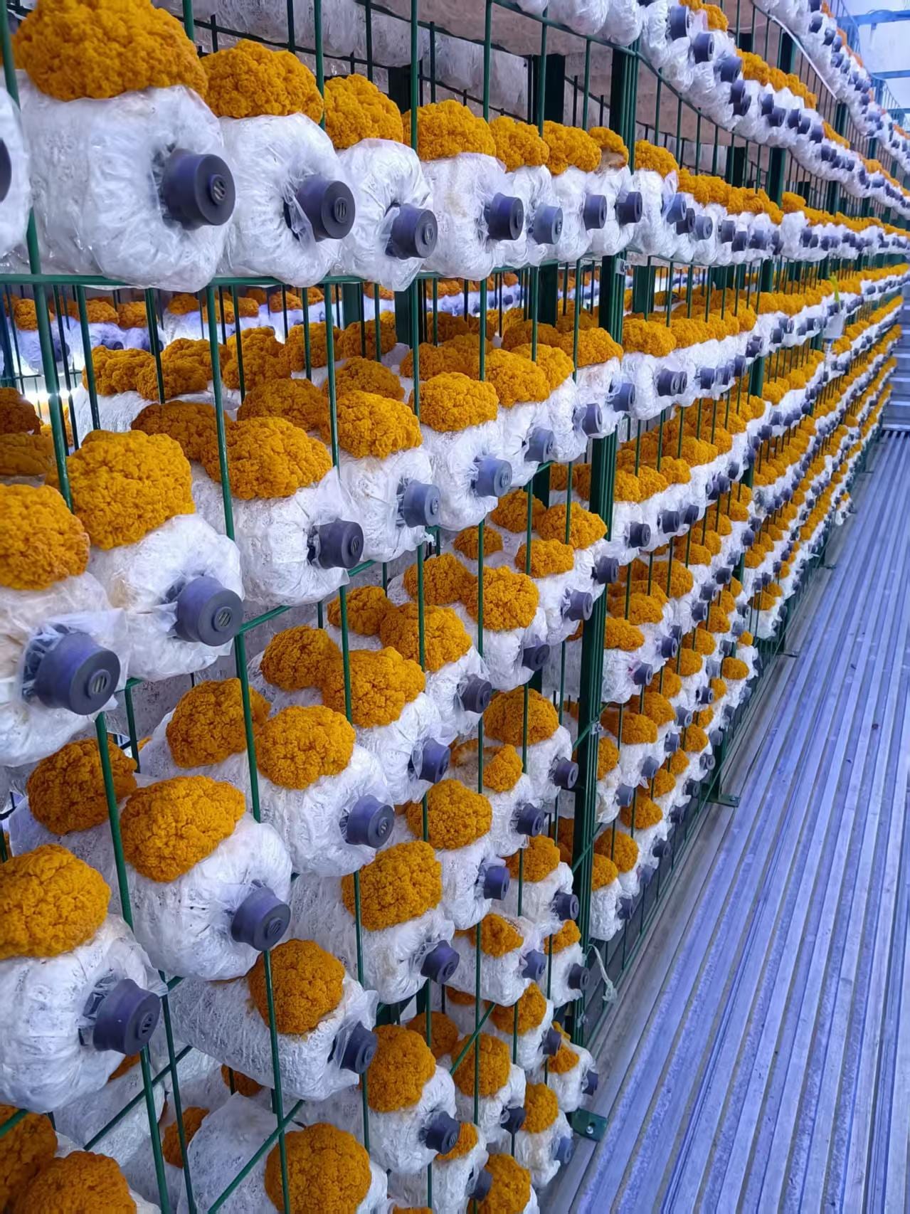 ▲ Multi-tier racks inside the cabin full of golden tremella, uniform fruiting and golden color