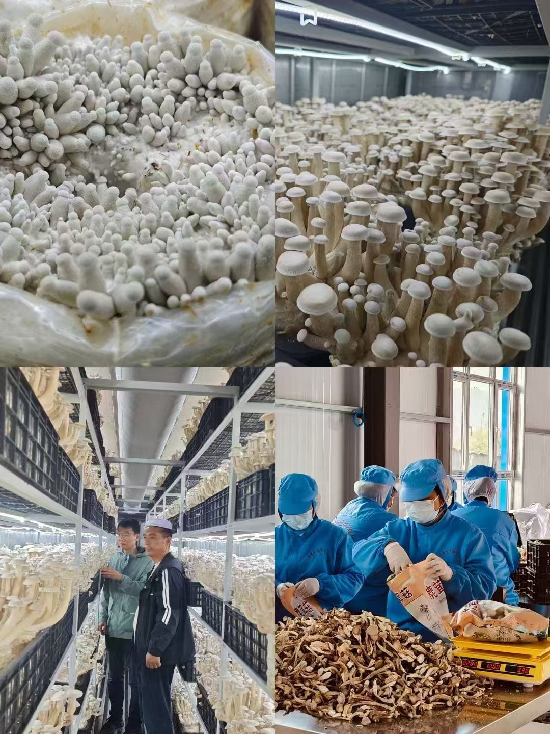 Mushroom fruiting, harvest and packing inside the cabins