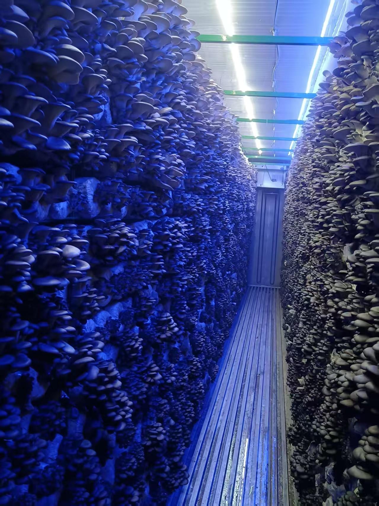 Dense fruiting on the vertical racks inside the cabin — thick caps, uniform growth