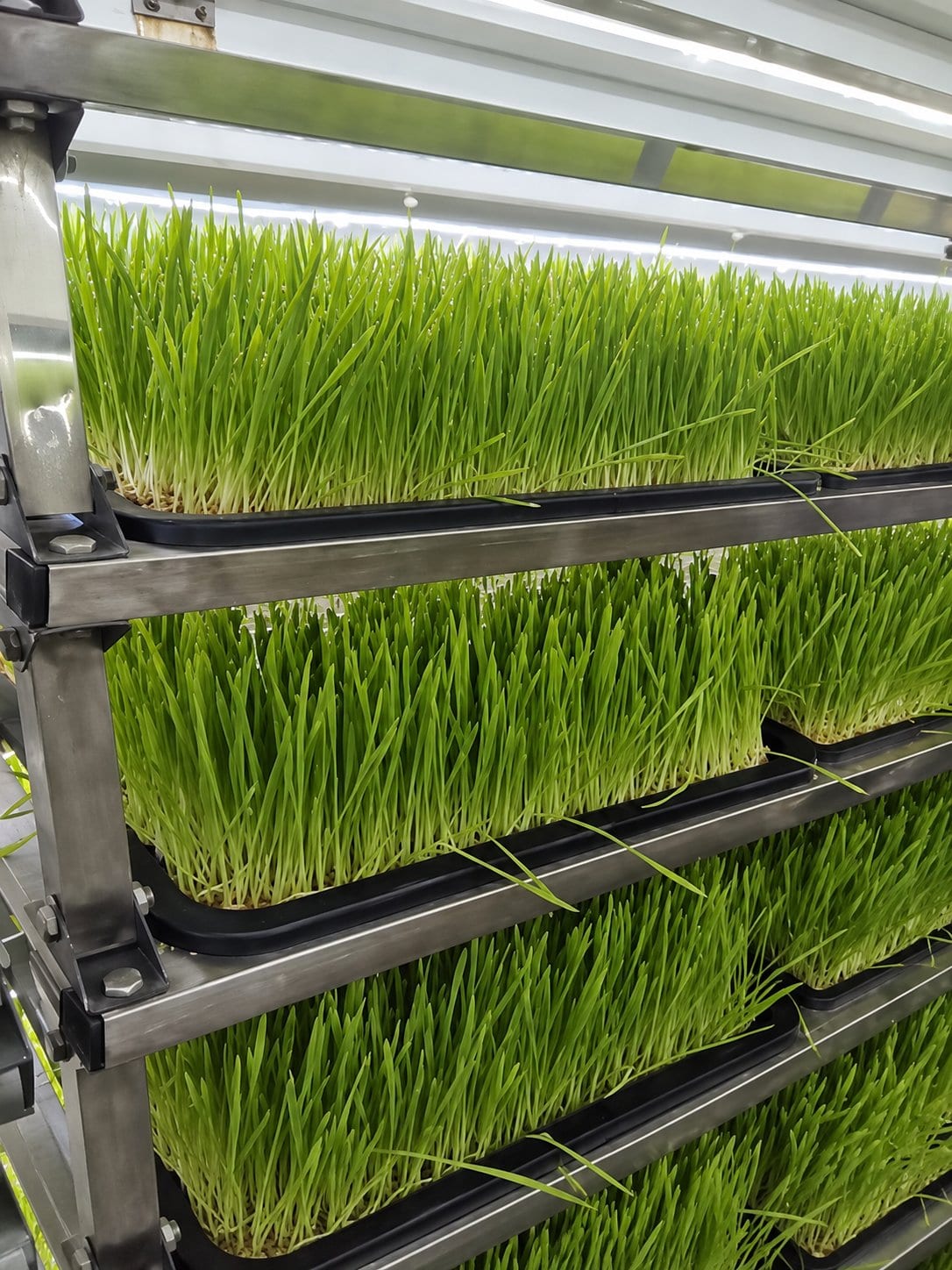 Barley grass trays under grow lights