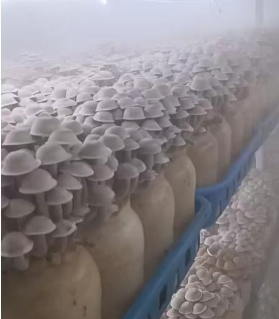 Mobile Smart Mushroom Space Station