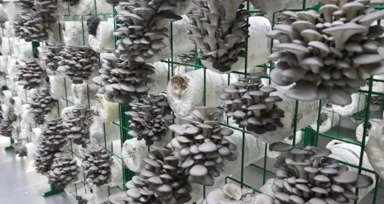 Mobile Smart Mushroom Space Station